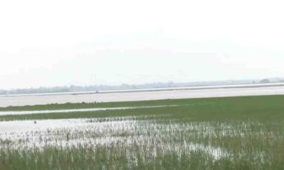 লোকসানের বোঝা নিয়েও উত্তরের কৃষকরা আলু চাষে ব্যস্ত