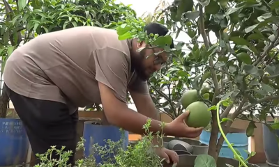 ছাদ কৃষিতে কর রেয়াত অব্যাহত রাখা ও পরামর্শ চাইলেন উদ্যোক্তারা, ভালো ফলন আমনের