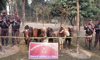 পঞ্চগড় সীমান্তে ৬ লাখ টাকার ভারতীয় গরু উদ্ধার করেছে বিজিবি