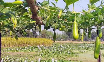 খানসামার ইছামতি নদীতে ভাসমান সবজি বাগান