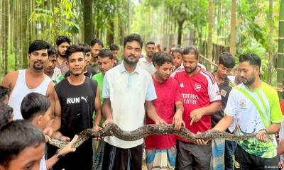 উখিয়ায় সুপারি বাগান থেকে ৩৫ কেজির অজগর উদ্ধার