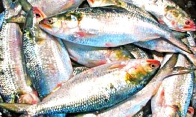 ইলিশ ধরা ও বিক্রিতে ২২ দিনের নিষেধাজ্ঞা