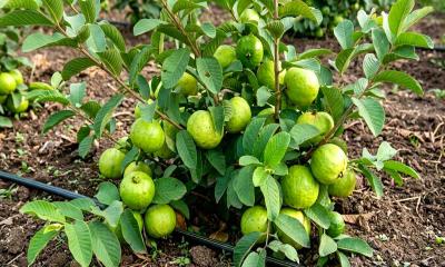 থাই পেয়ারা চাষে বছরে ৫৫ লাখ টাকা বিক্রির সাফল্য