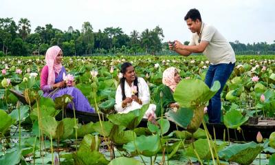 গোলাপি ও সাদা পদ্মে রূপকথার রূপ  কাতনি বিল