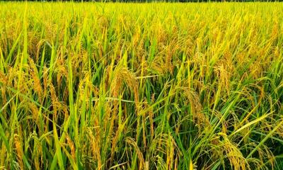 রোপা আমনের বাম্পার ফলনে,কৃষকের মুখে হাসি