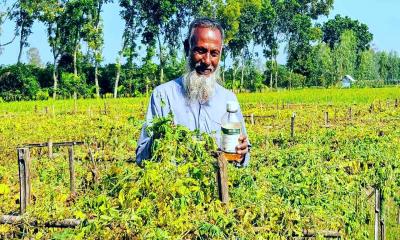 বালাইনাশক প্রয়োগে তিন বিঘা জমির করলা নষ্টের অভিযোগ