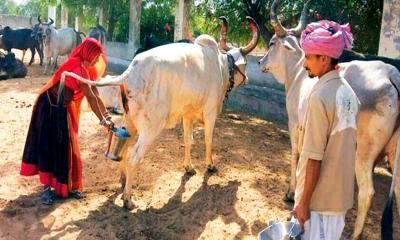 ভারতে গোমূত্র সংগ্রহ শুরু, লিটারপ্রতি ২০ রুপি পরিকল্পনা