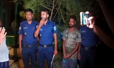 ঘোড়াঘাটে আদা ক্ষেতে গাঁজা চাষ ১২ ফুটের গাছসহ গ্রেপ্তার