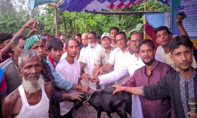 উৎসবের আমেজে বীরগঞ্জে বসল ঐতিহ্যবাহী পাতা খেলা