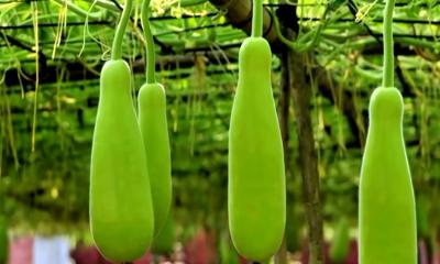 কম খরচে অধিক লাভের জন্য সেরা শাকসবজি চাষের উপায়