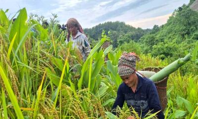 পাহাড়ে জুমের ধান কাটা উৎসব: কাস্তে হাতে ব্যস্ত চাষিরা