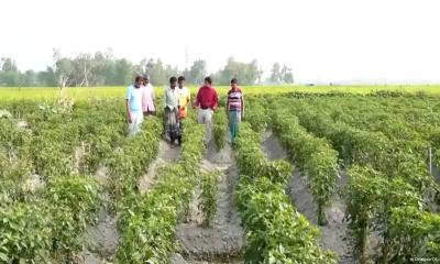 মরিচ চাষে বাম্পার ফলন: ৫০ হাজার টাকায় ৪ লাখ টাকার আয়