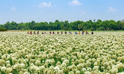 পেঁয়াজের বীজ চাষে সাহিদা বেগমের বাজিমাত