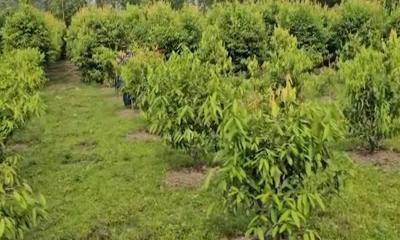 কাউনিয়ায় তেজপাতা চাষ কৃষকদের ভাগ্য বদল