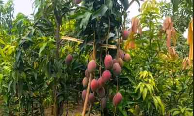 আমের বাগান করে স্বাবলম্বী কৃষি উদ্যোক্তা রোমান