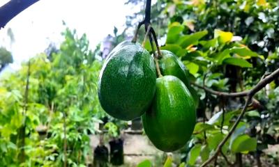দেশে সুপারফুড এভোকাডো চাষে অভাবনীয় সাফল্য ও ব্যাপক চাহিদা