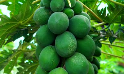 চাকরি ছেড়ে পেঁপে চাষে সফল