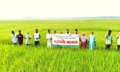 ধানের ক্ষতিকর রোগ দমনে বীরগঞ্জে সচেতনতা কার্যক্রম