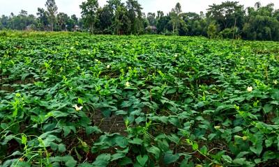 কাঁকরোল চাষে কোটি টাকার বাণিজ্যে নরসিংদীর চাষিরা
