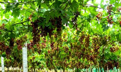 চুয়াডাঙ্গায় আঙুর চাষে ফলনের আড়ালে চড়া দামে চারা বাণিজ্য