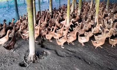 হাঁস পালনে ভাগ্যবদল নারীর অনুপ্রেরণার গল্প