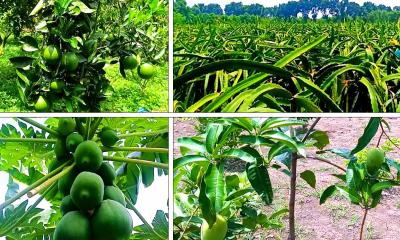 দিনমজুর থেকে ৪৫ বিঘার ফলবাগানের সফল মালিক