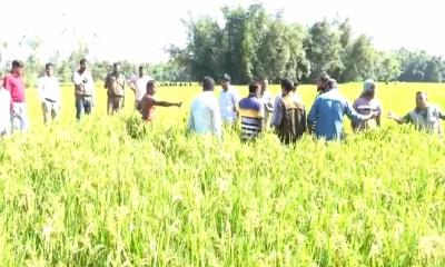 হাতীবান্ধা সীমান্তে চিতাবাঘের সন্ধান মেলেনি, চার দিন পর ফিরল বিশেষজ্ঞ দল