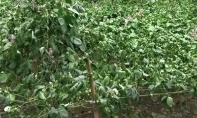 দিনাজপুরে কৃষকের শিমখেতের ৬০০ গাছ কেটে দিল দুর্বৃত্তরা