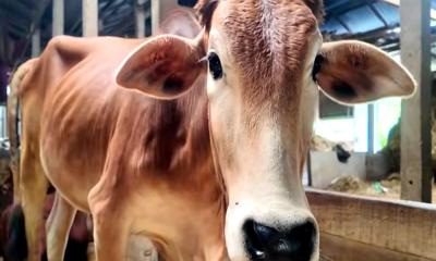 নবাবগঞ্জে নারী কৃষকদের বিপ্লব বদলে গেছে গ্রামের চিত্র