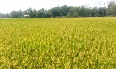 কৃষিতে উচ্চফলনশীল জাত উদ্ভাবনে বিনার বৈপ্লবিক সাফল্য ও বিশ্বরেকর্ড
