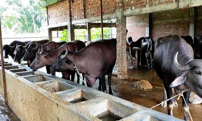 দিনাজপুরে মহিষের খামার গড়ে সফল উদ্যোক্তা মহসিন চৌধুরী
