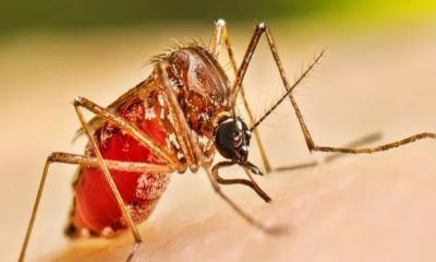 ডেঙ্গুতে একদিনে ৫ জনের মৃত্যু