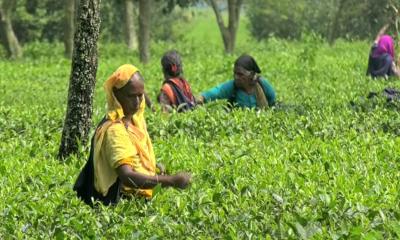 তেঁতুলিয়া সীমান্ত জনপদে চা শিল্প ও পর্যটনের প্রসার, বদলে যাচ্ছে জীবনধারা