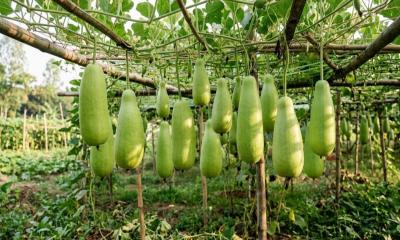 কীটনাশক ছাড়া লাউ চাষে সফল