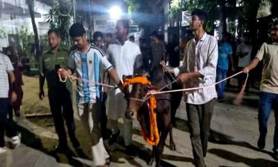 নিষেধাজ্ঞার প্রতিবাদে জবিতে শিক্ষার্থীদের মিছিল: আনা হলো লাখ টাকার গরু