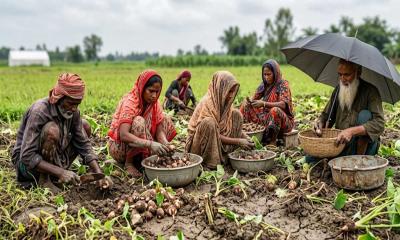 শার্শায় মুখিকচু চাষে কৃষকের বাজিমাত