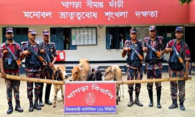 পঞ্চগড় সীমান্তে বিজিবি অভিযানে ৪টি ভারতীয় গরু আটক