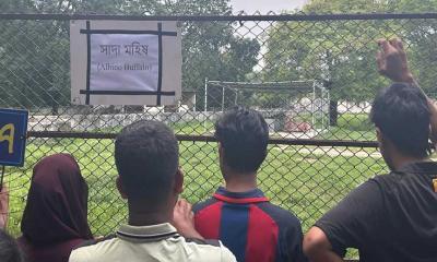 জাতীয় চিড়িয়াখানায় সাদা মহিষ দেখতে দর্শনার্থীদের ভিড়