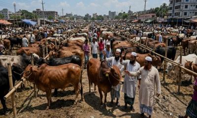 কোরবানির পশুর দামে মোটা মুনাফার স্বপ্ন দেখছেন ব্যাপারীরা