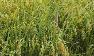 হাওড়ের কৃষকের জন্য সুখবর এলো আগাম ফলনশীল ব্রি ধান ১১৮