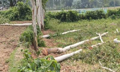 বিরলে সরকারি জমির ২৫টি ইউক্যালিপ্টাস গাছ জব্দ