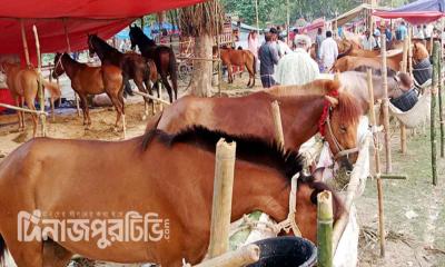 দিনাজপুরে ২০১ বছরের ঐতিহ্যবাহী বুড়াচিন্তামন ঘোড়ার মেলা