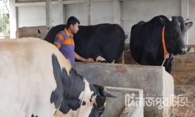 ঠাকুরগাঁওয়ে কোরবানির জন্য প্রস্তুত ৪৩৬ পশু