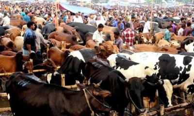 ঢাকায় বসছে ২৮টি কুরবানির পশুর হাট, স্বচ্ছ টেন্ডারে কঠোর অবস্থানে কর্তৃপক্ষ