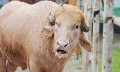 কোরবানির পশুর হাটে দেখা যাবে ডোনাল্ড ট্রাম্পকে!