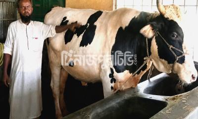 কোরবানির ঈদ মাতাতে প্রস্তুত বীরগঞ্জের মনিরুলের ষাঁড়