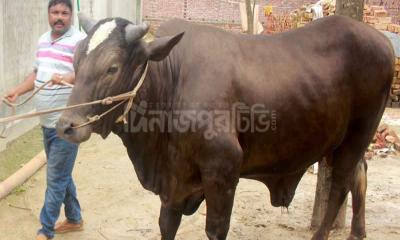 কোরবানির হাট কাঁপাবে ‘দিনাজপুরের সম্রাট’