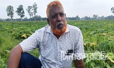 মিষ্টি কুমড়া চাষে ক্ষতি, ১৮০ বিঘায় আসেনি ফল