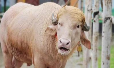 কত টাকায় বিক্রি হলো ভাইরাল ‘ডোনাল্ড ট্রাম্প’?