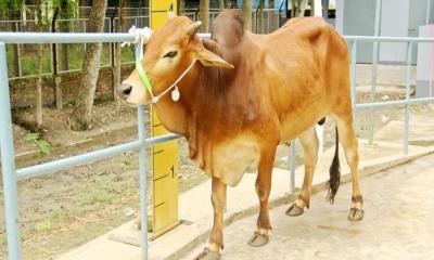 কোরবানি দিতে না পারলে করণীয় বিশেষ আমল